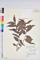 披針葉饅頭果藏品圖，第1張