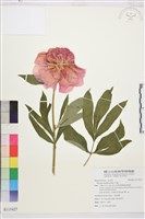 芍藥藏品圖，第1張