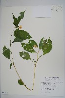 黃花鳳仙花藏品圖，第1張