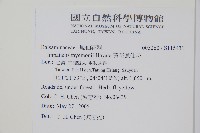 黃花鳳仙花藏品圖，第2張