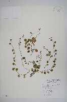 臺北附地草藏品圖，第1張