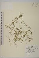 無心菜、鵝不食草藏品圖，第1張