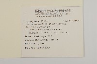 無心菜、鵝不食草藏品圖，第2張