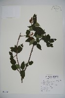 松田氏莢迷、宜昌莢迷藏品圖，第1張