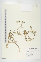 水芥菜、豆瓣菜、無心菜、水甕菜藏品圖，第1張