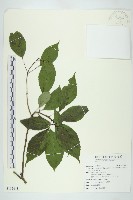 台灣青莢葉藏品圖，第1張