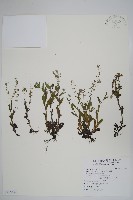 野勿忘草藏品圖，第1張