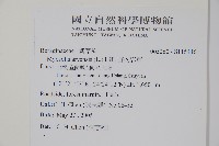 野勿忘草藏品圖，第2張