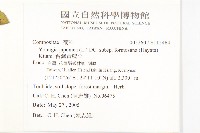 台灣黃鵪菜藏品圖，第2張