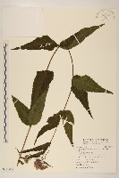 田代氏澤蘭藏品圖，第1張