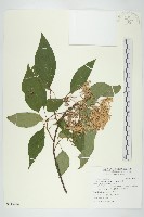 梜木藏品圖，第1張