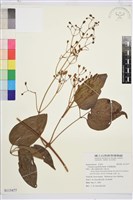 厚葉鐵線蓮藏品圖，第2張