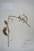 毬蘭藏品圖，第1張