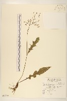 刀傷草藏品圖，第1張