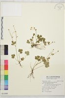 鹿場毛茛藏品圖，第1張