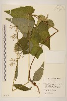 山苦藚、假福王草藏品圖，第1張