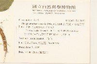 山苦藚、假福王草藏品圖，第2張