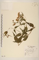 田代氏澤蘭藏品圖，第1張