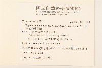 花蓮澤蘭藏品圖，第2張