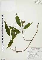 毛玉葉金花藏品圖，第1張