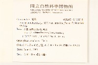 紫背草藏品圖，第2張