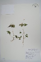 紫花鳳仙花藏品圖，第1張