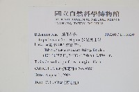 紫花鳳仙花藏品圖，第2張