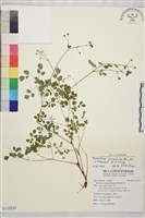 微毛爪哇唐松草藏品圖，第1張