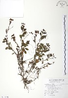 玉山水苦賈藏品圖，第1張