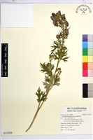 臺灣烏頭藏品圖，第1張