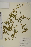 狗筋蔓藏品圖，第1張