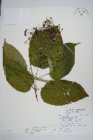 登錄號:S115547藏品圖，第1張