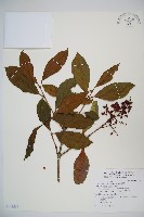 珊瑚樹藏品圖，第1張