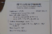 珊瑚樹藏品圖，第2張