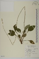 臺灣鬼督郵藏品圖，第1張