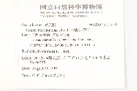 玉山佛甲草藏品圖，第2張