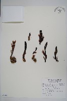 穗花蛇菰藏品圖，第1張