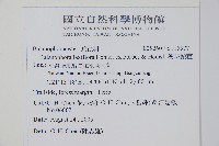 穗花蛇菰藏品圖，第2張