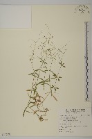 亞毛無心菜藏品圖，第1張