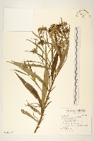 玉山黃菀藏品圖，第1張