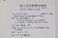 玉山沙參藏品圖，第2張