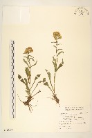 一枝黃花藏品圖，第1張