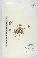 玉山山蘿蔔藏品圖，第1張