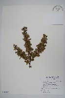 玉山小蘗藏品圖，第1張