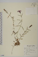 玉山石竹藏品圖，第1張