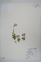 高山沙參藏品圖，第1張