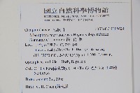 高山沙參藏品圖，第2張