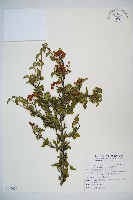 小葉莢迷藏品圖，第1張