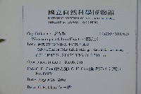 小葉莢迷藏品圖，第2張