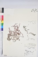 小葉大戟藏品圖，第1張